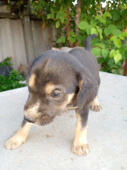 Цуценята в добрі руки