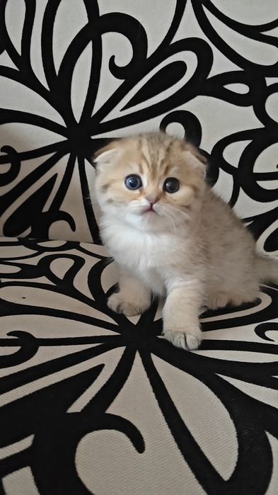 Чистокровные вислоухие золотые шиншиллы