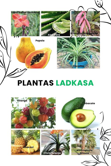 Planta canna indica e crista galli