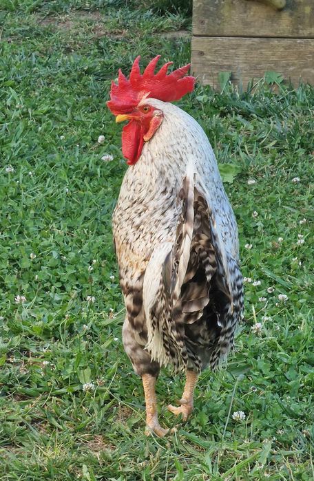 Ovos Galados - Azuis - Verdes - Cream Legbar-Barnevelder - Ayam Acemi