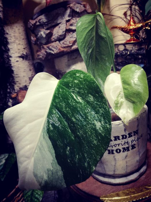 Monstera Alba Variegata NOWA biała roślina jedwab Philodendron 3liście