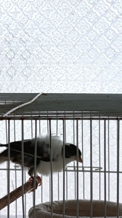 Vendas de animais
