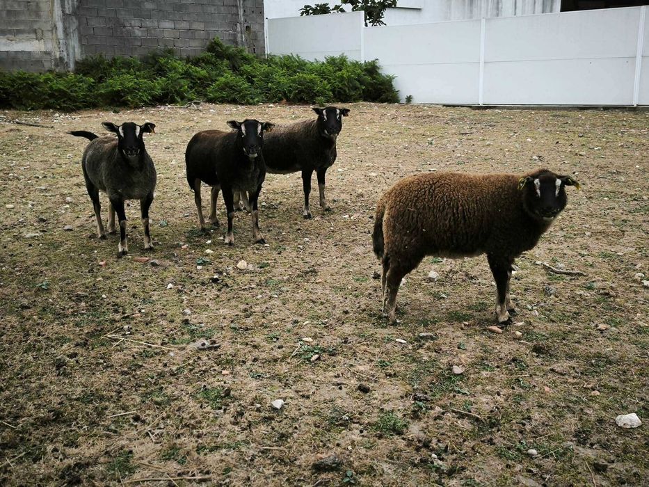 Ovelhas texel cabeça texugo