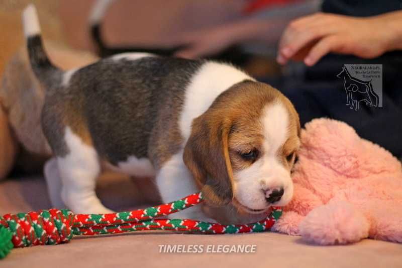 Beagle – sunia „Timeless Elegance” | hodowla Negraland