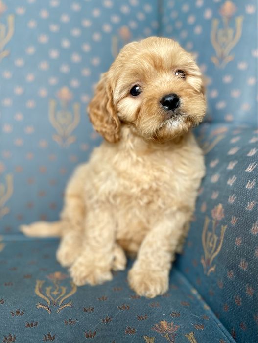 Cavapoo f1 sunia