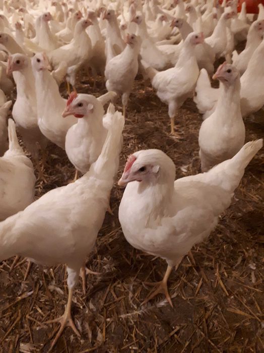 Kury nioski młode Rosa1 Rosa5 Leghorn Messa Dowóz Gratis Zapraszam
