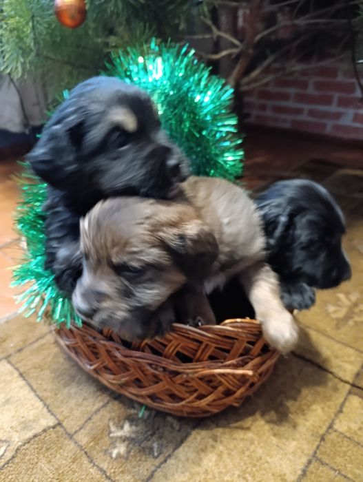 Віддам в добрі руки