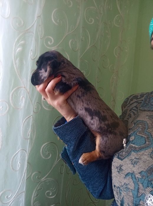 Полудовгошерстний хлопчик мерле