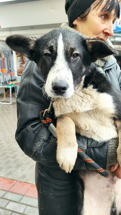 Щеня хлопчик Патрон