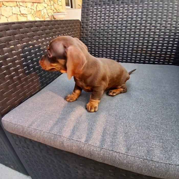 Menina teckel kaninchen top