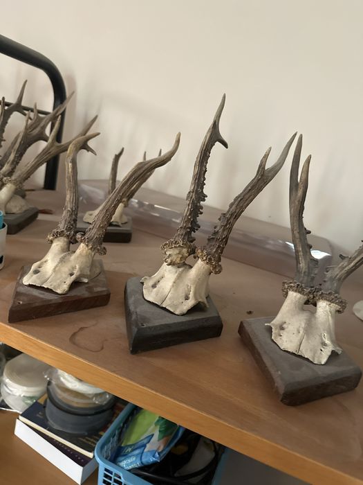 Trofea myśliwskie – parostki kozła sarny 6 sztuk