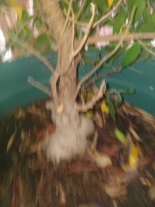 Vendo bonsai especial