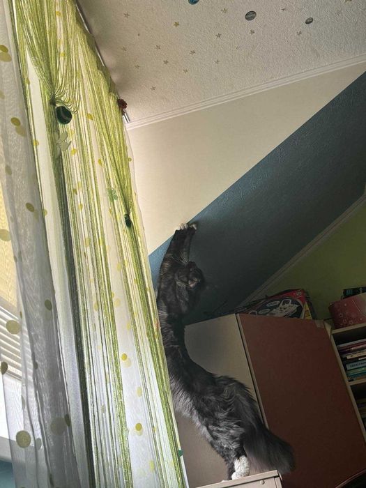 Кіт, Кот Мейн кун в'язка