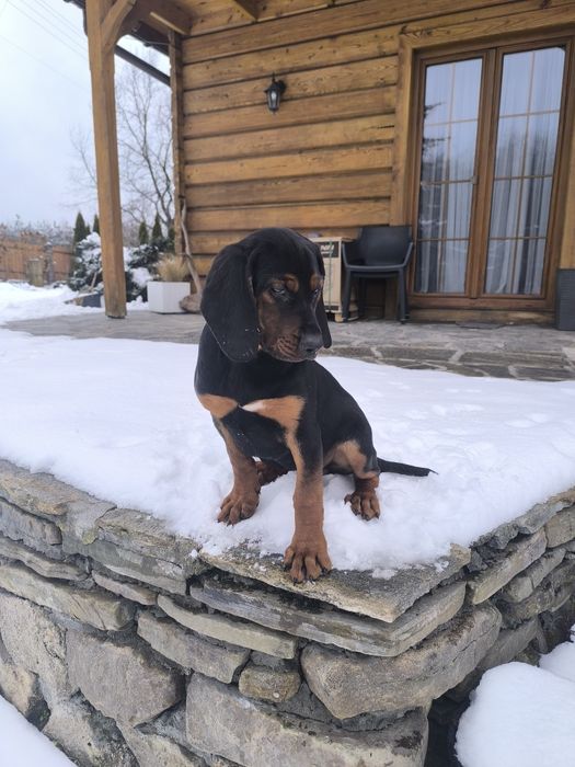 Suczka gończy polski