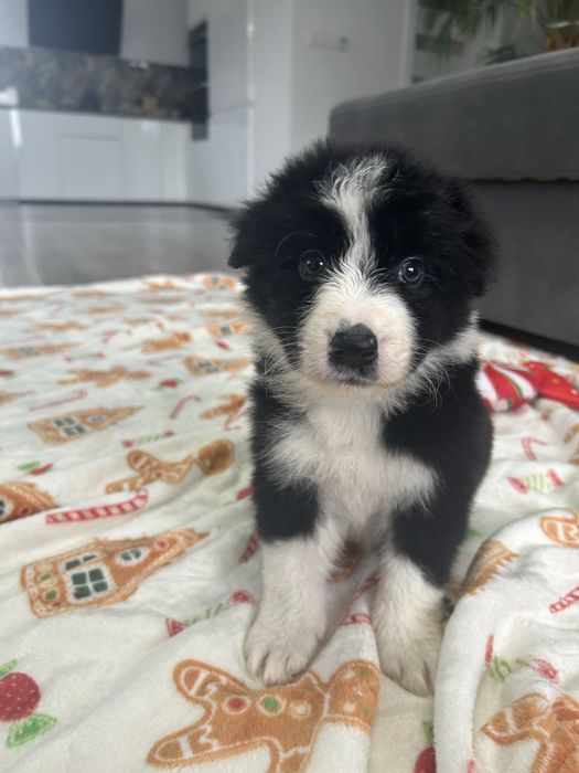 Border Collie Suczka