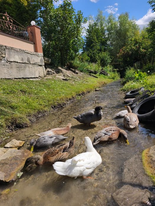 Гуси Севастопольська кучерява , качки, індички молодняк