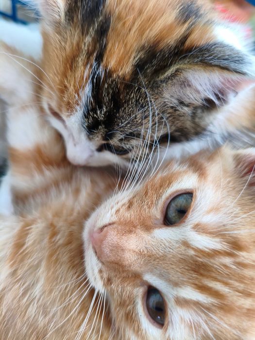 Віддам котиків двох