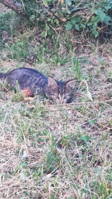 Котики в добрі руки