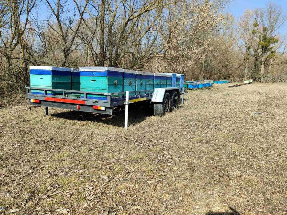 Продам бджоло пакети та сім"ї