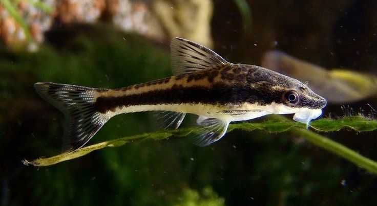 Otocinclus affinis