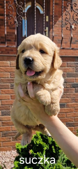 Golden Retriever złote