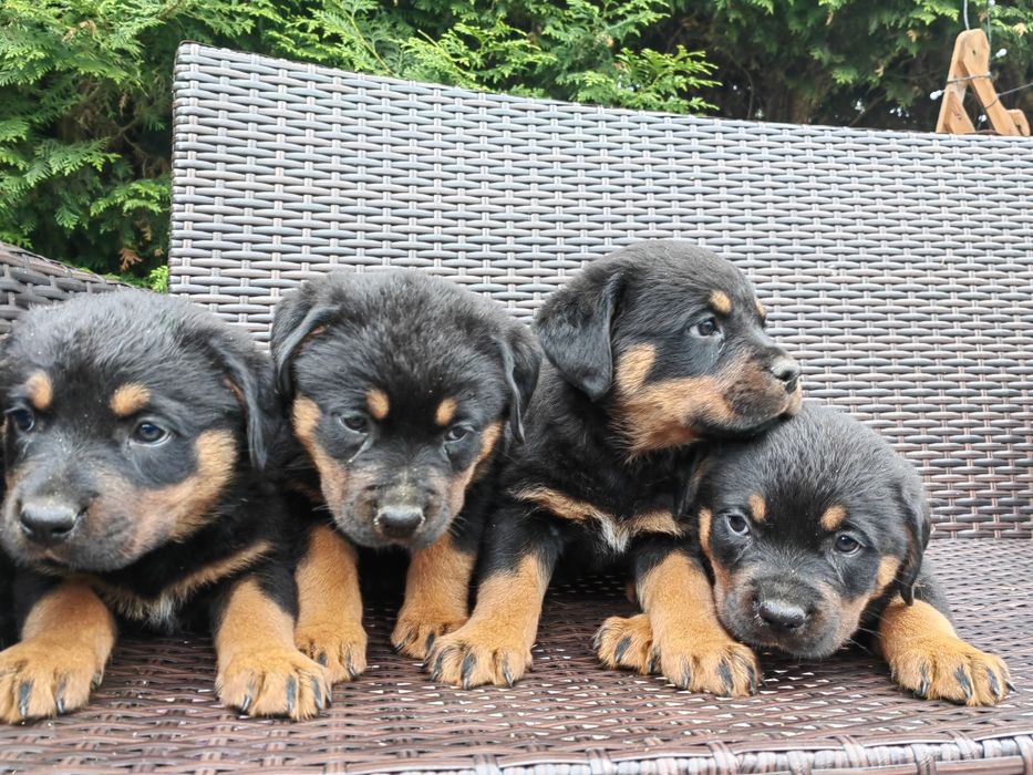 Rottweiler z metryką