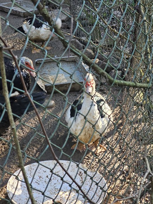 Vendo ou Troco por outras aves *Cairina Moschata*patos mudos adultos