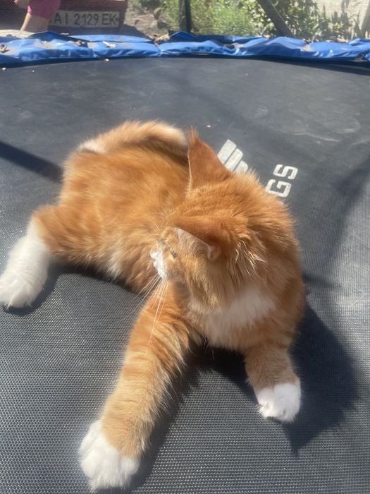 Продам  хлопчика Мейн-Кун!!!