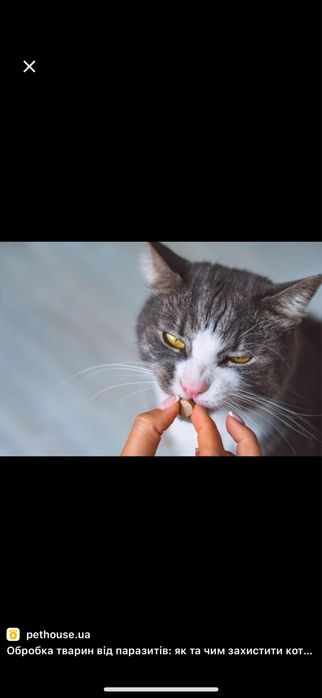 Чистка УЗ коти та собаки