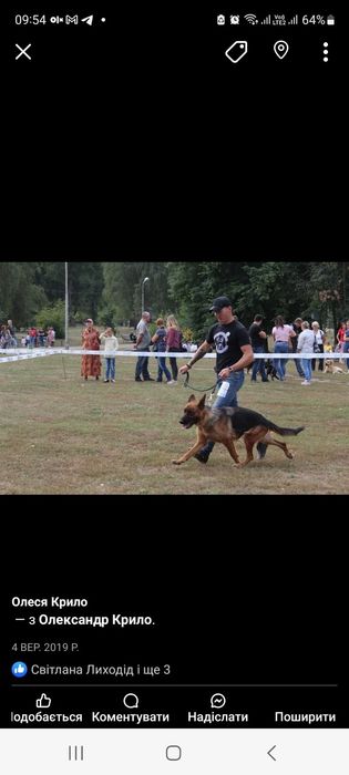 Цуценята німецької вівчарки