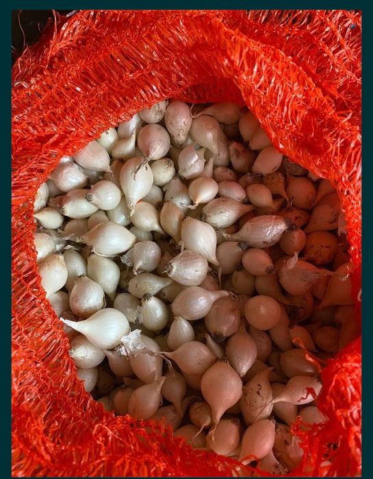 Продам лук- севок