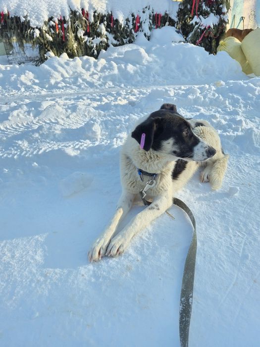 Собака Ніка, безкоштовно в добрі руки