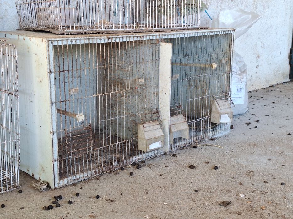 Cedência de gaiolas