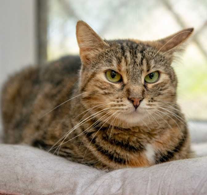 Сашка-пятий рік в притулку, це питання життя !