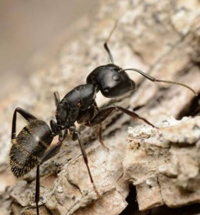 Муравьи-древоточцы Camponotus vagus // муравьи для муравьиной фермы // муравьи для новичков