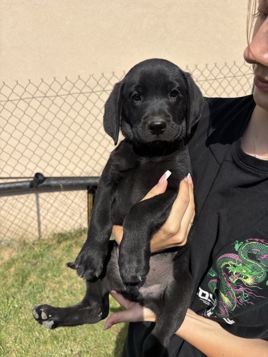 Sprzedam szczeniaka rasy labrador suczka