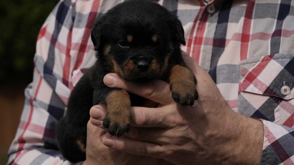 Rottweiler, rottweilery, szczeniak SUKA rezerwacja ZKwP Poznań