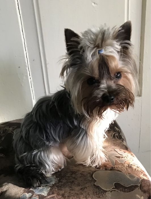 В‘язка міні йорка  1,600 кг.документи ККУ клуб Каніс