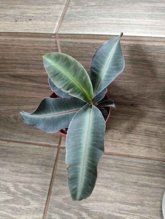 Labisia pumila l