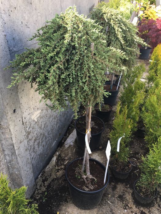 Jałowiec pospolity na pniu (juniperus communis greenmantle)