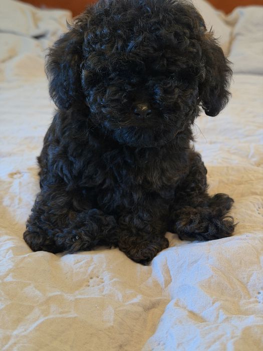 Дєвочка мальтіпу Ф1  ,договірна