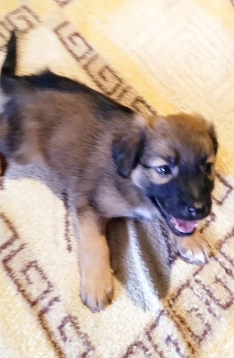 Цуценята невеликої породи,метиси