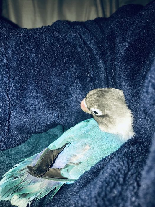 Agapone personata criado a mao/domesticado sexado