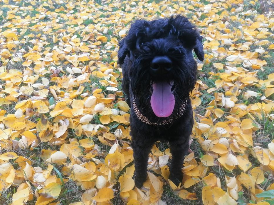 Платим за любофф