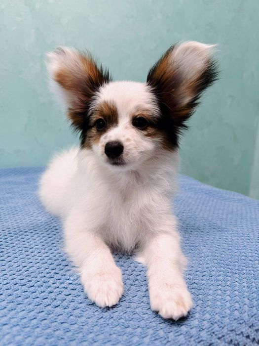 Файна дівчинка, є відео