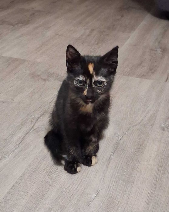 Gatinha para adoção Loures