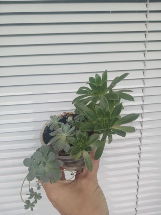 Молодило та ехеверія, сукуленти