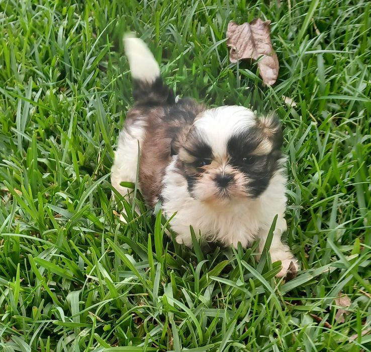 Shih-Tzu macho disponível