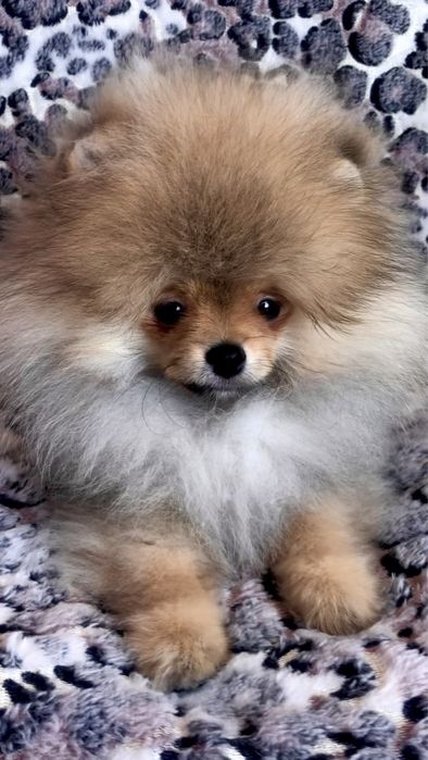 Міні померанський шпіц.