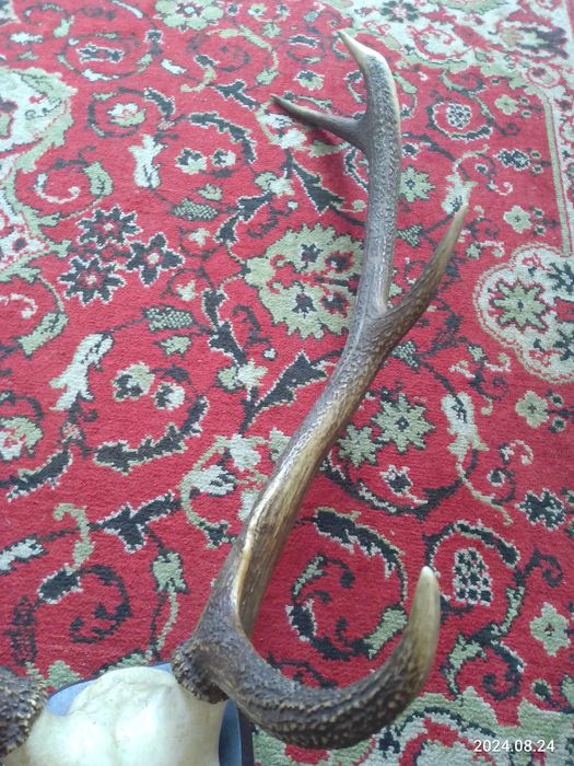 Настенные рога оленя